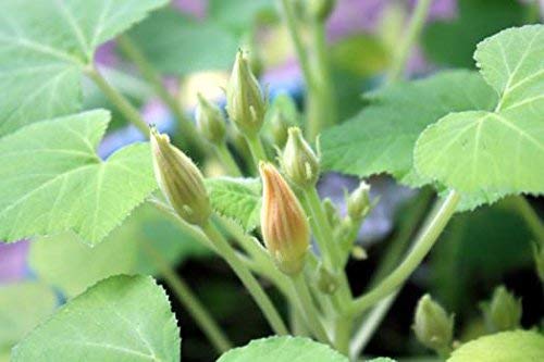Backyard Safari Company Sunny-Side Up Gardens  Little Fresh Veggie Garden - Image 5